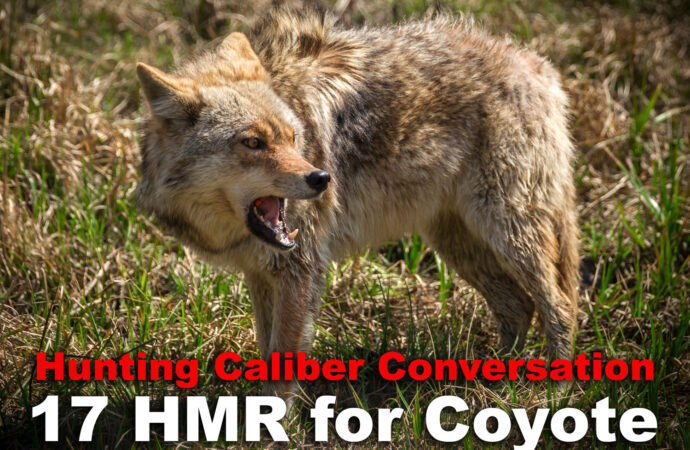 17 HMR for Coyote Hunting – A Good Choice?