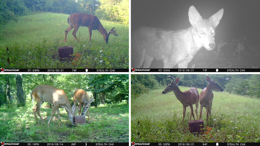 Watch: Coyotes Try To Eat My Trail Camera! - The Lodge at AmmoToGo.com