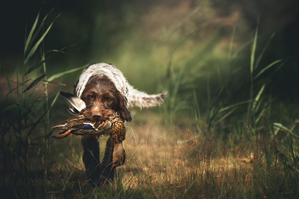 Dog retrieving duck