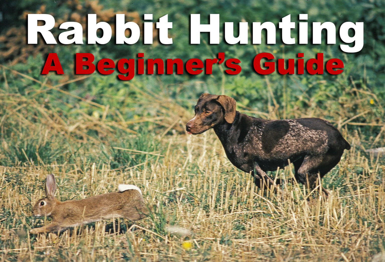 rabbit-hunting-the-basics-for-a-great-hunt