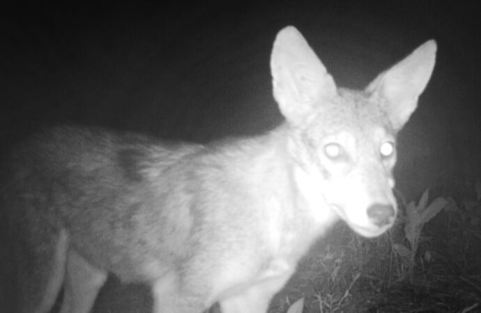Watch: Coyotes Try To Eat My Trail Camera!