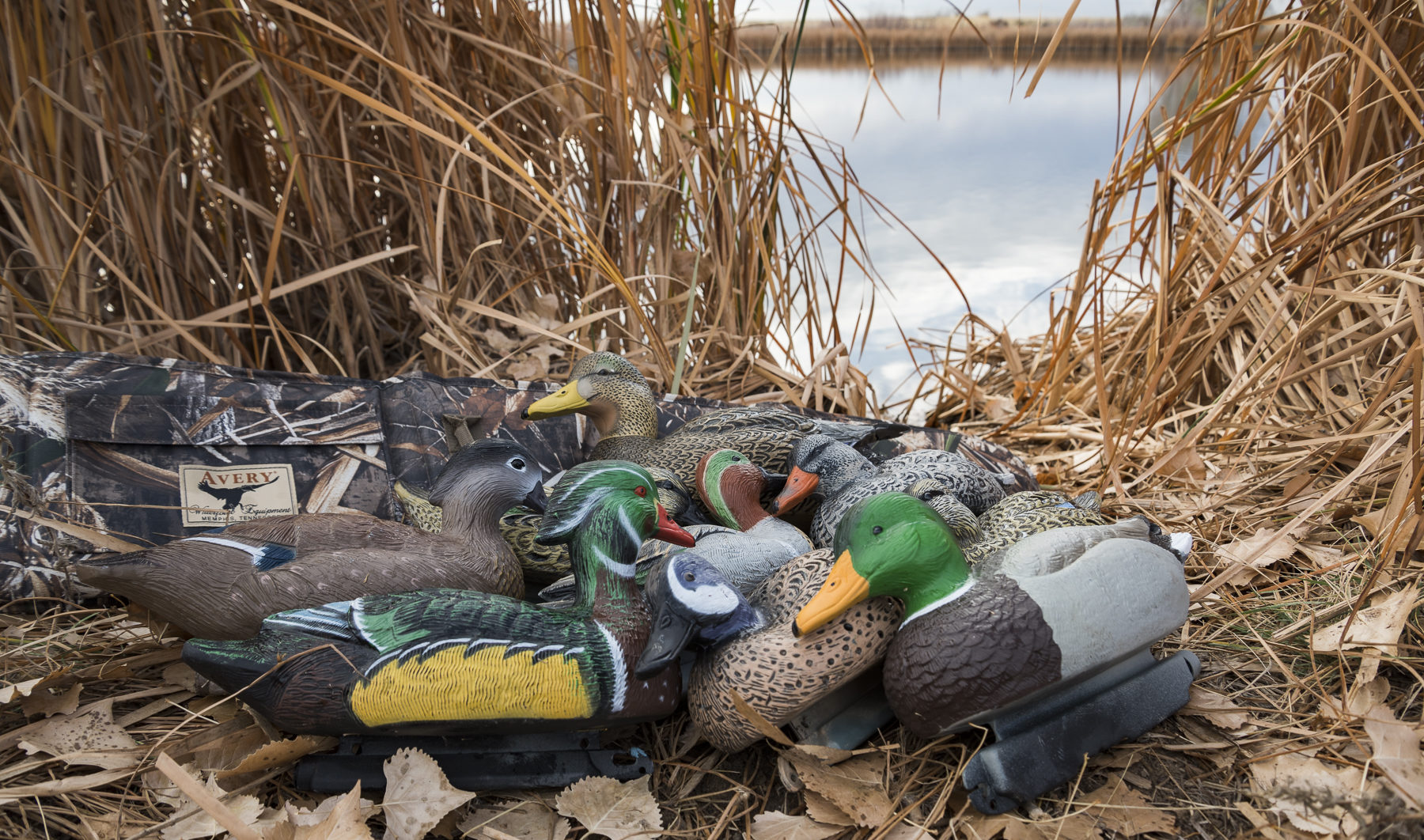 Mallard Ducks Landing In Decoys