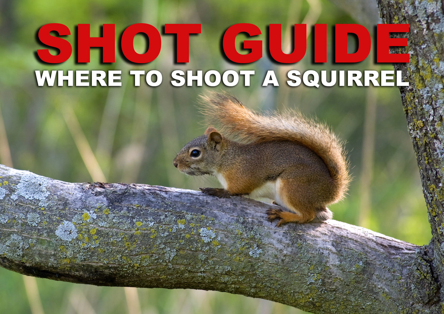 Where to shoot a squirrel when hunting