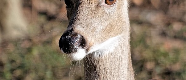 A deer's nose