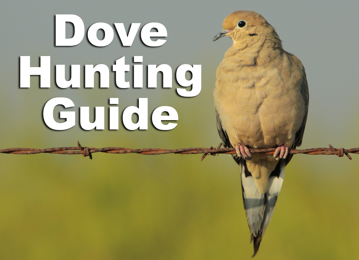 Dove Hunting Guide with a dove on a wire