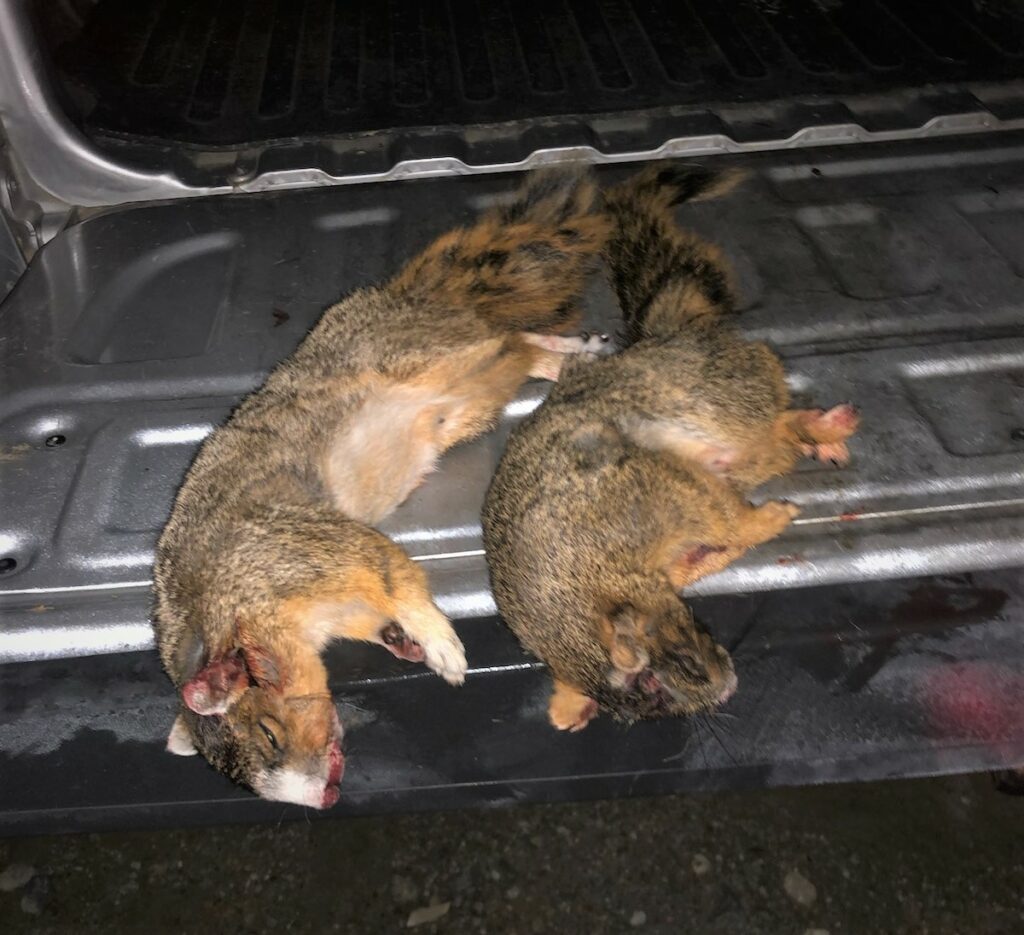two squirrels bagged by a hunter