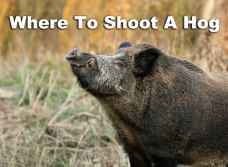 Where to Shoot A Hog