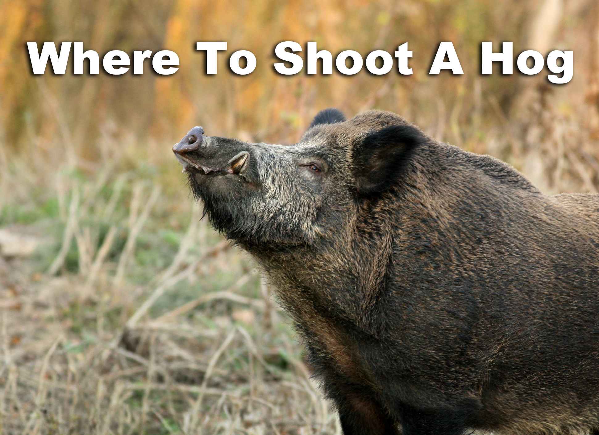 Where to shoot a wild hog