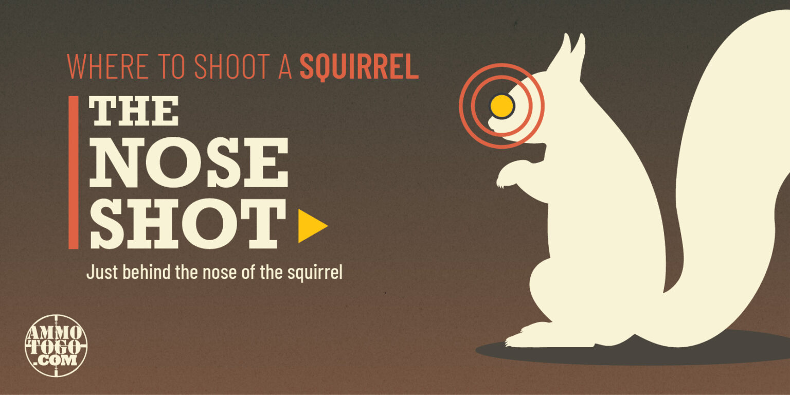 Where to Shoot a Squirrel - The Lodge at AmmoToGo.com