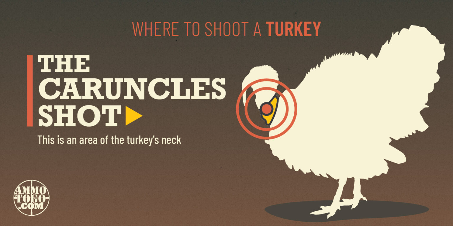 Where To Shoot A Turkey A Guide for Hunters